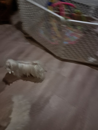 28-9-25 19.51 uur alle pups verhuisd Charlotte probeerd de pups te verleiden om te spelen  kwam maar gezellig bij mij zitten 